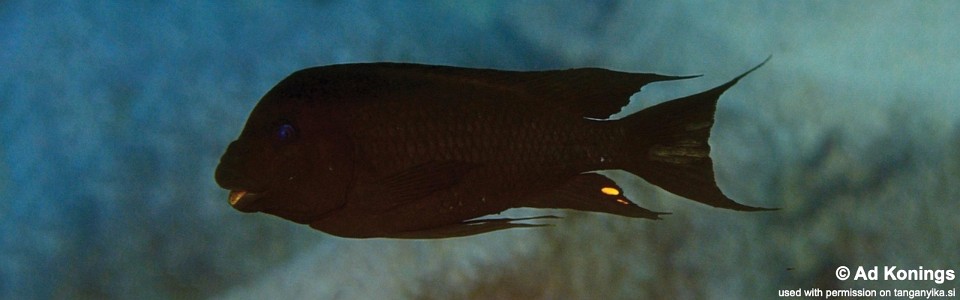 Petrochromis trewavasae 'Chimba'