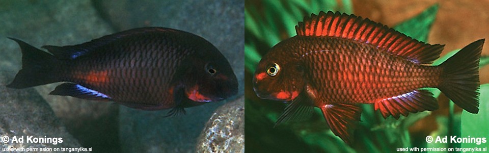 Tropheus sp. 'red' Chimba<br><font color=gray>Red Zambia Moorii</font> 