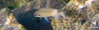 Chalinochromis brichardi 'Chimba'.jpg