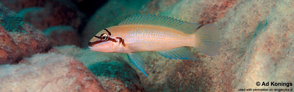 Chalinochromis brichardi 'Chisanze'