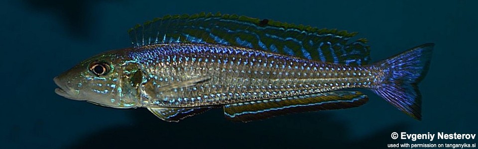 Enantiopus melanogenys 'Chisanse'