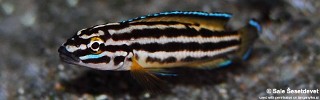 Julidochromis cf. regani 'Chisanse'.jpg