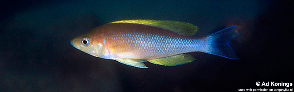 Cyprichromis coloratus 'Chituta Bay'