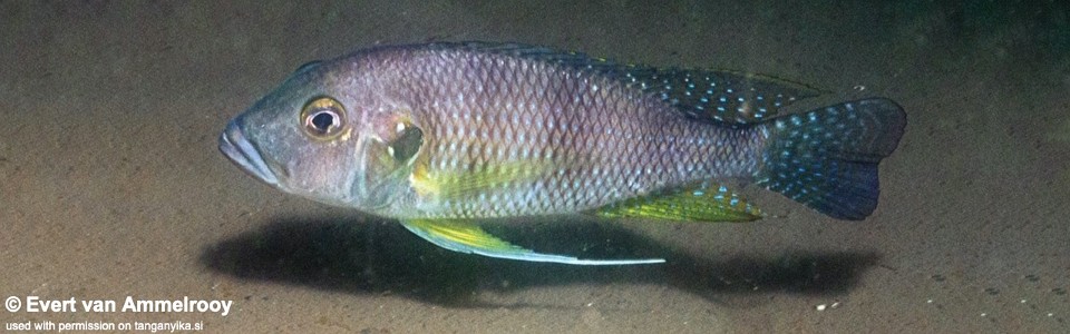 Greenwoodochromis staneri 'Chituta Bay'<br><font color=gray>Limnochromis staneri 'Chituta Bay'</font>