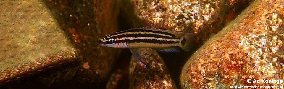 Julidochromis ornatus 'Chituta Bay'
