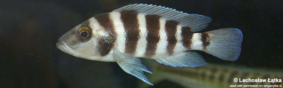 Neolamprologus sexfasciatus 'Chituta Bay'