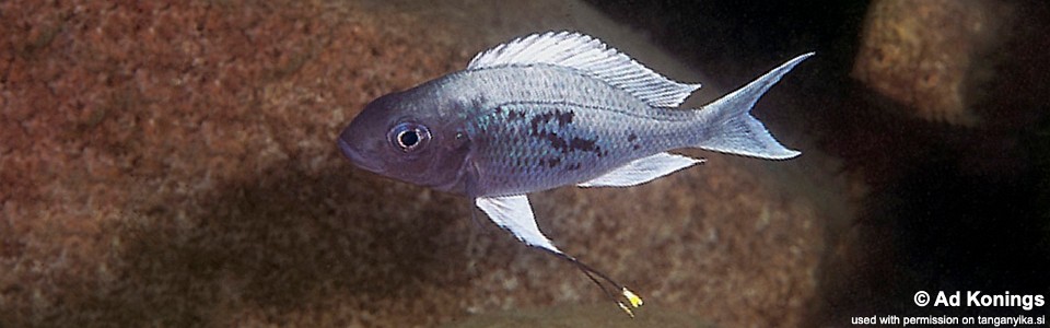 Ophthalmotilapia ventralis 'Chituta Bay'
