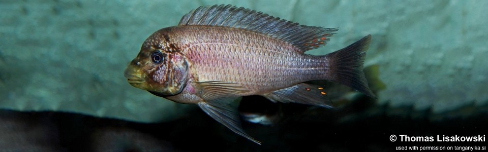 Petrochromis ephippium 'Chituta Bay'