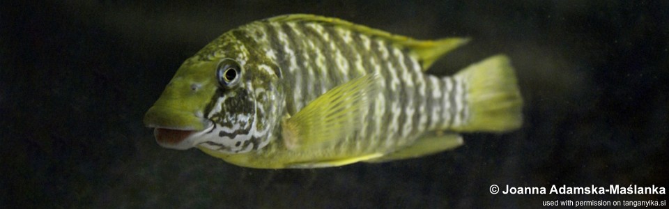 Petrochromis macrognathus 'Chituta Bay'