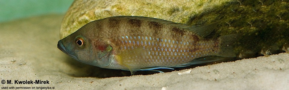 Trematochromis benthicola 'Chituta Bay'<br><font color=gray>Ctenochromis benthicola 'Chituta Bay'</font>