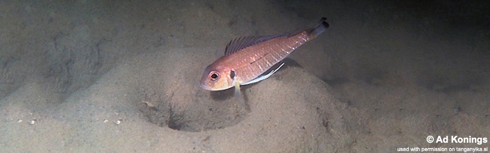 Triglachromis otostigma 'Chituta Bay'