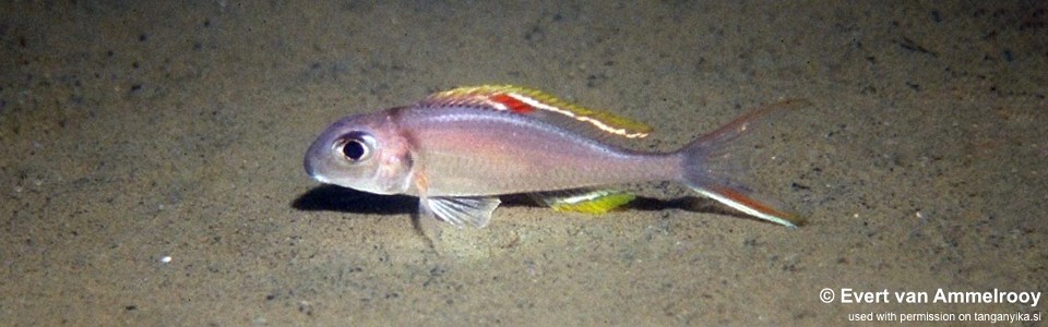 Xenotilapia nigrolabiata 'Chituta Bay'<br><font color=gray>Red Princess</font>