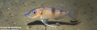 Gnathochromis permaxillaris 'Chituta Bay'.jpg