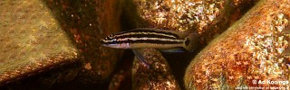 Julidochromis ornatus 'Chituta Bay'.jpg