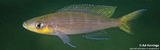 Paracyprichromis brieni 'Chituta Bay'.jpg