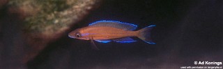Paracyprichromis nigripinnis 'Chituta Bay'.jpg