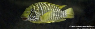 Petrochromis macrognathus 'Chituta Bay'.jpg