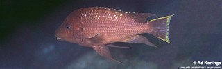 Petrochromis sp. 'red mpimbwe' Fulwe Rocks.jpg