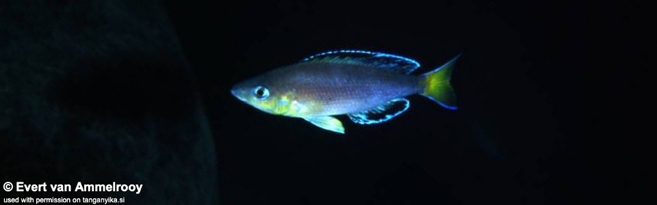 Cyprichromis sp. 'leptosoma jumbo' Funda