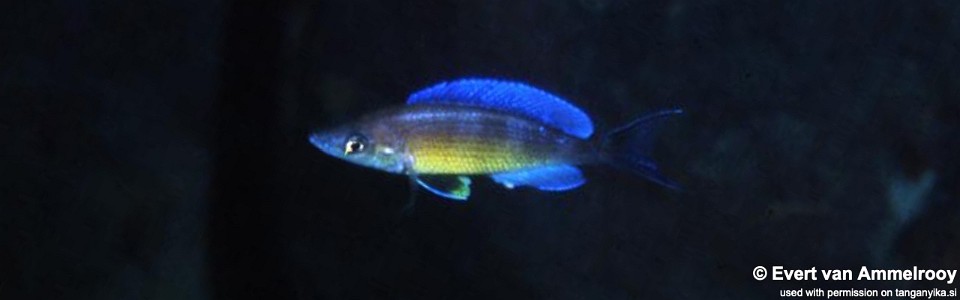 Cyprichromis zonatus 'Funda'