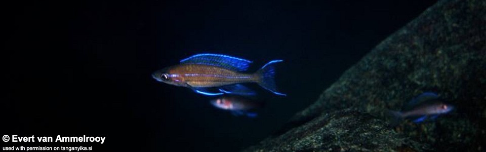 Paracyprichromis nigripinnis 'Funda'