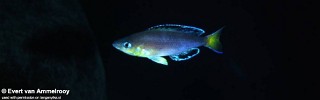 Cyprichromis sp. 'leptosoma jumbo' Funda.jpg