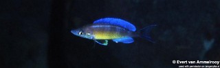 Cyprichromis zonatus 'Funda'.jpg