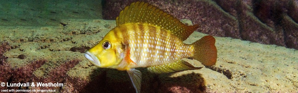 Altolamprologus compressiceps 'Gombe NP'
