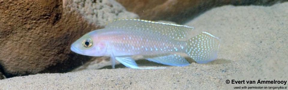 Neolamprologus ventralis 'Gombe NP'