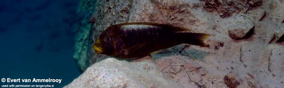 Petrochromis ephippium 'Gombe NP' 