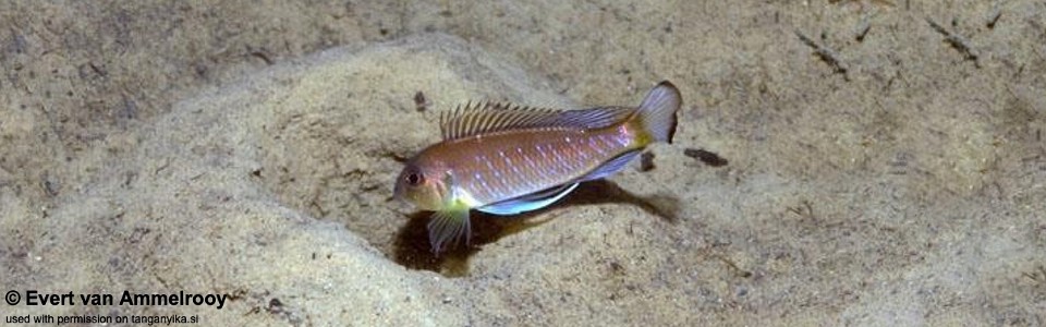 Triglachromis otostigma 'Gombe NP'