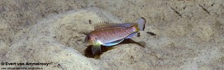 Triglachromis otostigma 'Gombe NP'.jpg