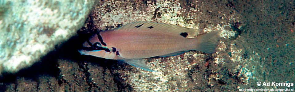 Chalinochromis brichardi 'Halembe'