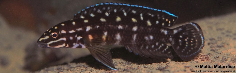 Julidochromis cf. marlieri 'Halembe'<br><font color=gray>J. sp. 'Marlieri Kungwe' Halembe</font>