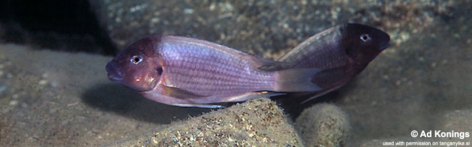 Petrochromis ephippium 'Halembe'