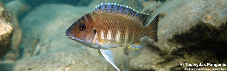 Petrochromis orthognathus 'Halembe'