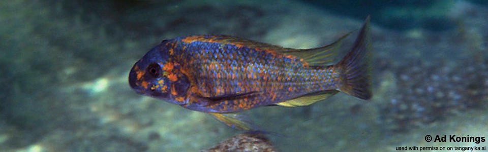 Petrochromis sp. 'kasumbe' Halembe