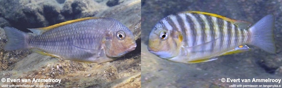 Pseudosimochromis curvifrons 'Halembe'