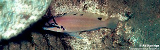 Chalinochromis brichardi 'Halembe'.jpg