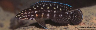 Julidochromis cf. marlieri 'Halembe'.jpg