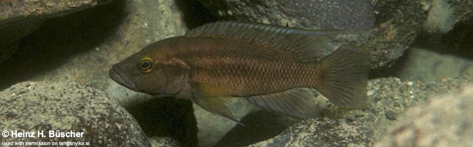 Neolamprologus bifasciatus 'Ilangi'