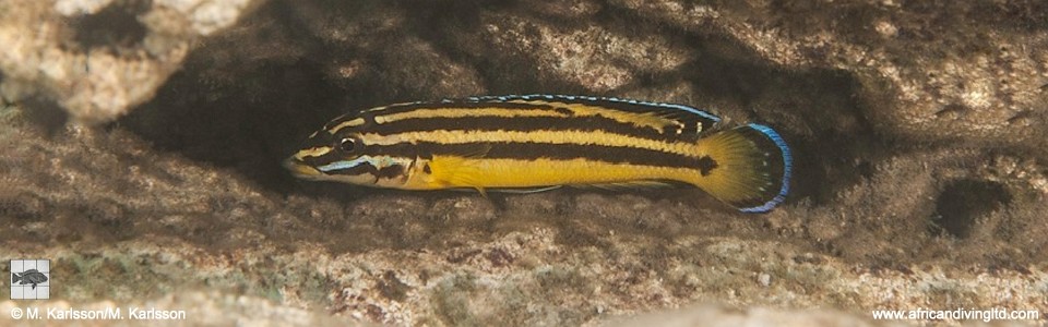 Julidochromis marksmithi 'Isaba Point'