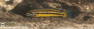 Julidochromis marksmithi 'Isaba Point'.jpg