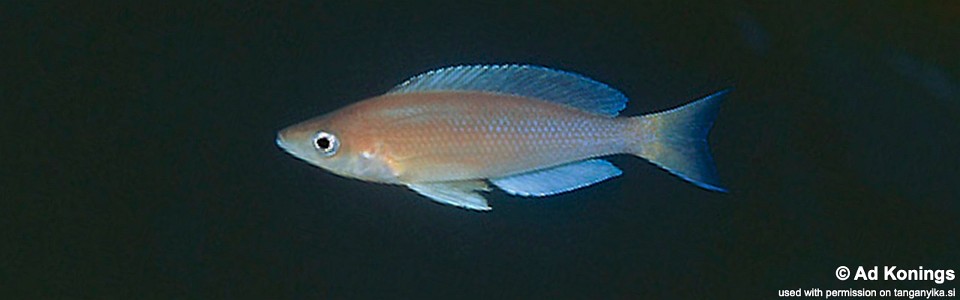 Cyprichromis sp. 'leptosoma jumbo' Isanga
