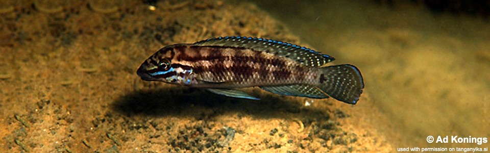 Julidochromis cf. marlieri 'Isanga'