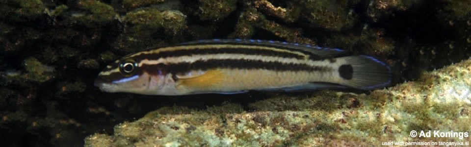Julidochromis ornatus 'Isanga Bay'