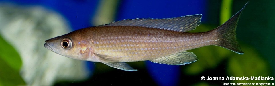 Paracyprichromis brieni 'Isanga'