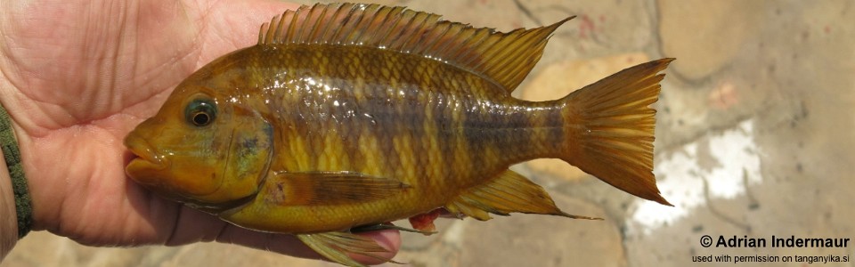 Petrochromis horii 'Isanga Bay'