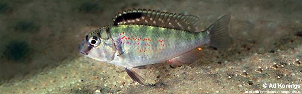Pseudosimochromis babaulti 'Isanga'<br><font color=gray>Pseudosimochromis pleurospilus 'Isanga'</font>