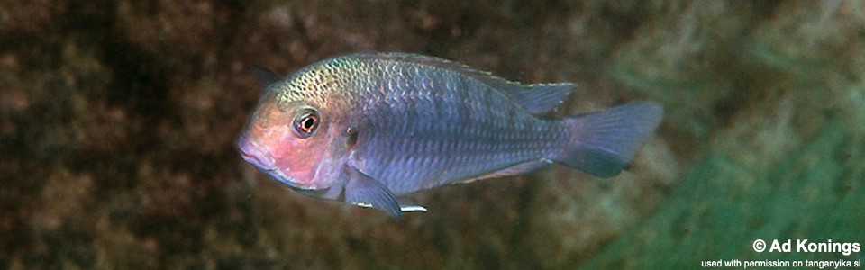 Pseudosimochromis curvifrons 'Isanga'